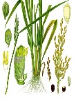 Rice (Oryza Sativa)